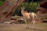 It Is Monday by Ramad, photography->animals gallery