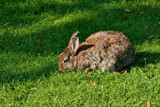 Just A Rabbit by Ramad, photography->animals gallery