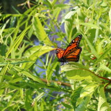 monarch by Tomeast, photography->butterflies gallery