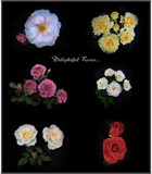 Roses Decorative Wall Panel by Roseman_Stan, photography->flowers gallery