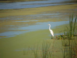 Egret ( 1 ) by gerryp, Photography->Birds gallery