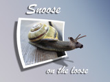 Snoose on the loose by Junglegeorge, Photography->Manipulation gallery