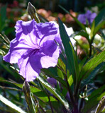 Mexican Petunia by trixxie17, photography->flowers gallery