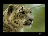 snow leopard by gse1978, photography->animals gallery