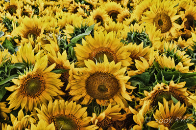 Click here to view at full resolution.