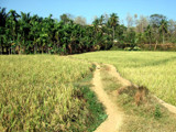 Time for harvesting. by sahadk, Photography->Landscape gallery
