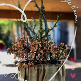 Love The Plant by Flmngseabass, photography->manipulation gallery