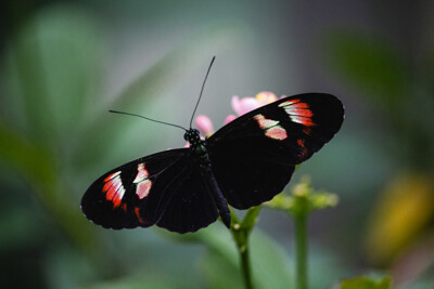 Click here to view at full resolution.