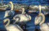 Swans at Baltic Sea by kanapon, Photography->Birds gallery