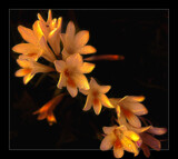 Freesia by LynEve, photography->flowers gallery