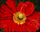 Lady In Red by LynEve, photography->flowers gallery