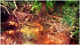 The Mystical Creek by galaxygirl1, photography->nature gallery