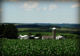 Field of corn by Starglow, photography->landscape gallery