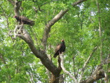 Buzzards by Mvillian, Photography->Birds gallery