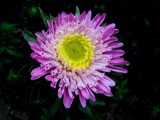 chrysanthemum by piupiu, Photography->Flowers gallery