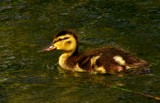 sweet baby duck by crystaliane, Photography->Birds gallery