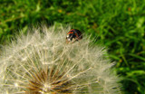 what you re doing there? by gaeljet2, photography->insects/spiders gallery