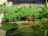 Turtle Reflections by Gary1592, Photography->Animals gallery