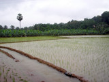 Field with young paddy. by sahadk, Photography->Landscape gallery