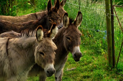 Click here to view at full resolution.