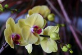 Orchid On Display #4 by tigger3, photography->flowers gallery