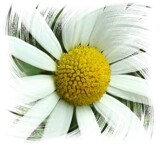 White Beauty by Starglow, photography->manipulation gallery