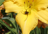 The Visitor by jerseygurl, photography->flowers gallery