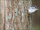 Black &amp; White Warbler by madmaven, Photography->Birds gallery