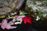 Flowing Maple Leaves by Pistos, photography->nature gallery