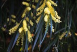 Wattle by LynEve, photography->flowers gallery