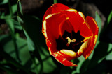 Tulip  -  The Inside Story by braces, Photography->Flowers gallery