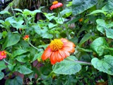 Sunday special-8 by sahadk, Photography->Flowers gallery