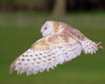 Click here to view at full resolution.