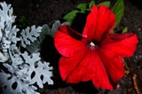 The Dusty Miller &amp; A Lady In Red by LynEve, photography->flowers gallery