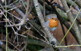 Robin in the Forsythia bush by gonedigital, Photography->Birds gallery