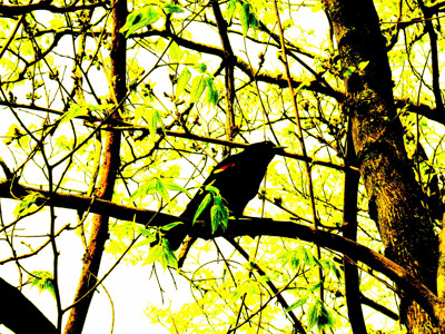Click here to view at full resolution.