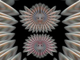 Who Gives A Hoot by Flmngseabass, Abstract->Fractal gallery