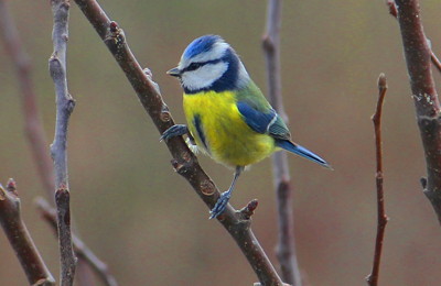 Click here to view at full resolution.