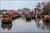 Amsterdam Tulip Festival 02 by corngrowth, photography->flowers gallery