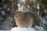 "Taking in the Sun While I Can" by icedancer, photography->animals gallery