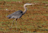 Prowling Heron by legster69, Photography->Birds gallery