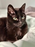 Miss Rosie Comfort by tigger3, photography->pets gallery