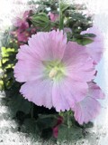 Hollyhock by Starglow, photography->flowers gallery