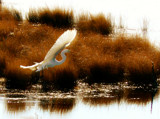 Flying Egret by Mvillian, Photography->Birds gallery