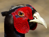 Rooster Pheasant by rahto, photography->birds gallery