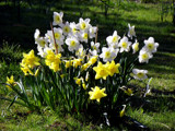 Daffodils in the Sun by Ramad, photography->flowers gallery