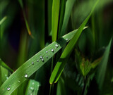 Droplets by biffobear, photography->nature gallery