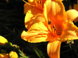 Apricot Picnic! by marilynjane, Photography->Flowers gallery