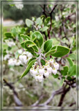 Manzanita Tree Blossom by Flmngseabass, photography->nature gallery