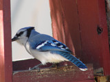 Hmm...What's this...Sunflower Seeds? Don't Mind if I Do! by lilkittees, Photography->Birds gallery